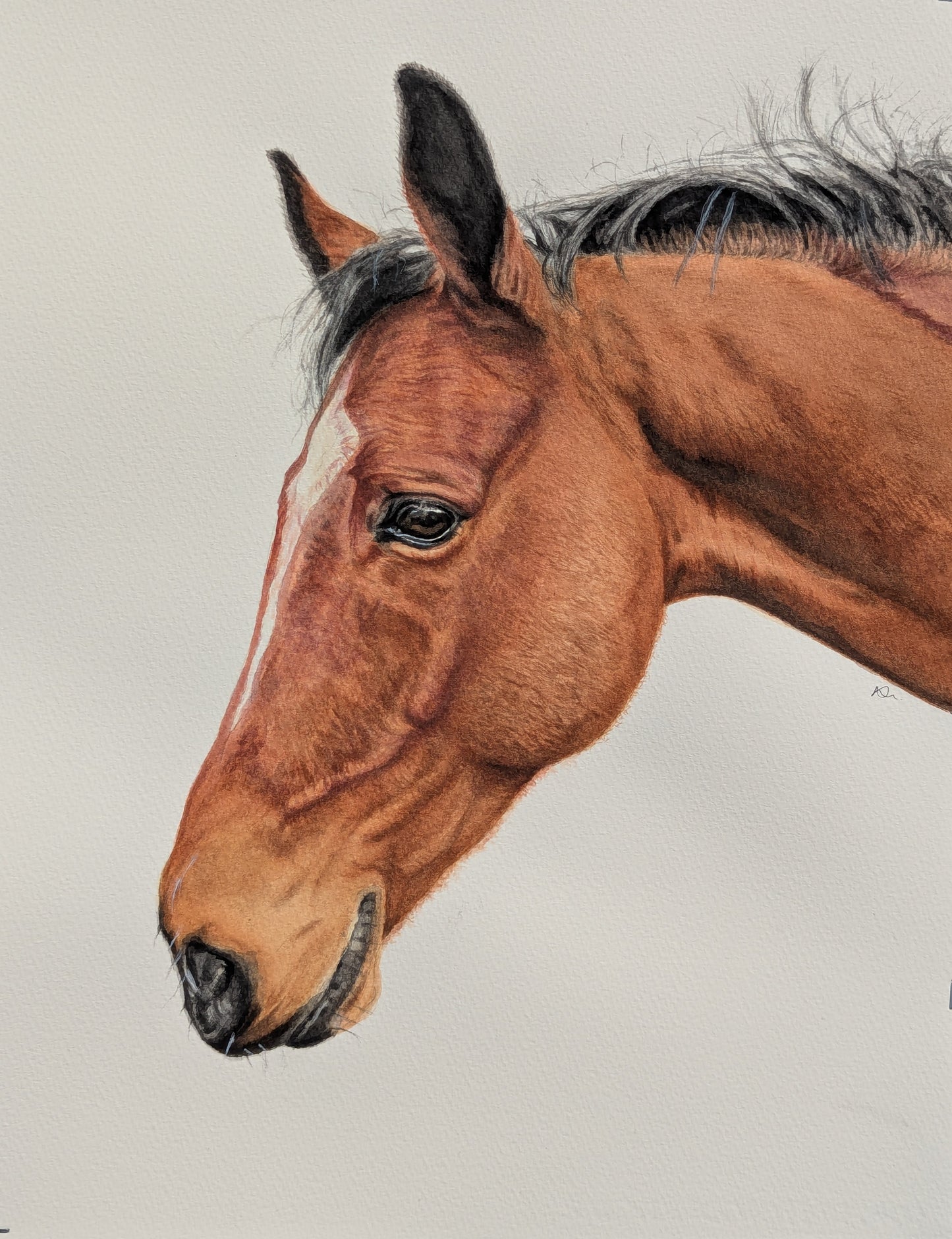 Christmas Offer - Personalised Pet Portrait Watercolour Voucher (A3)